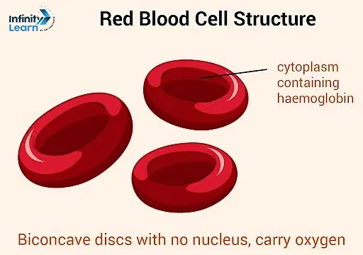 Red Blood Cell Structure
