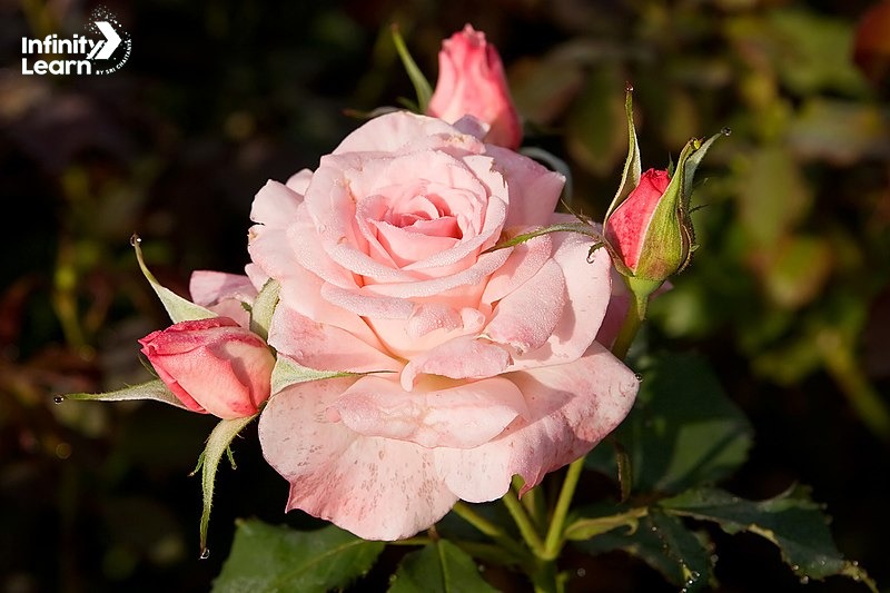 Rose, image