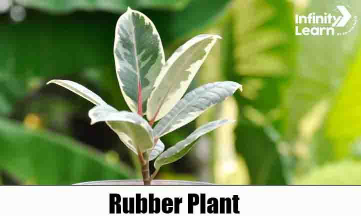 Rubber Plant Image