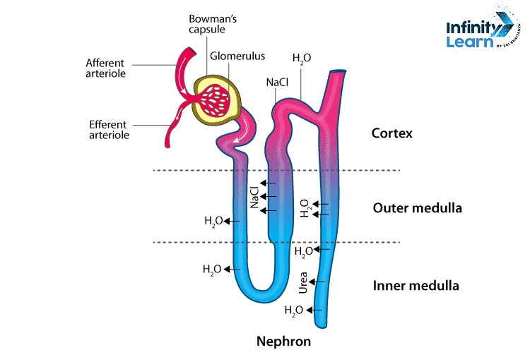 Structure of Renal Tubule