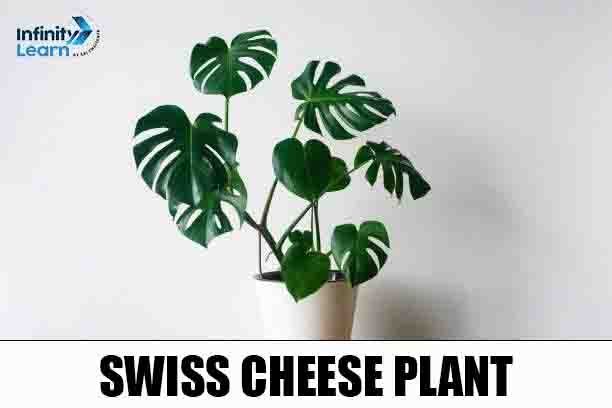 Swiss Cheese Plant