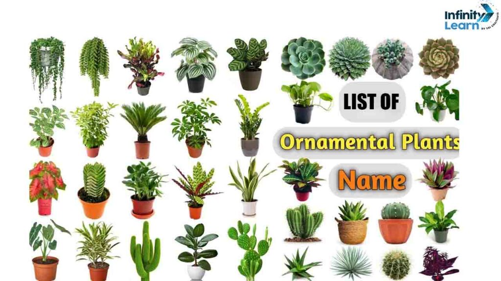 List of Beautiful Ornamental Plants With Names | Infinity Learn