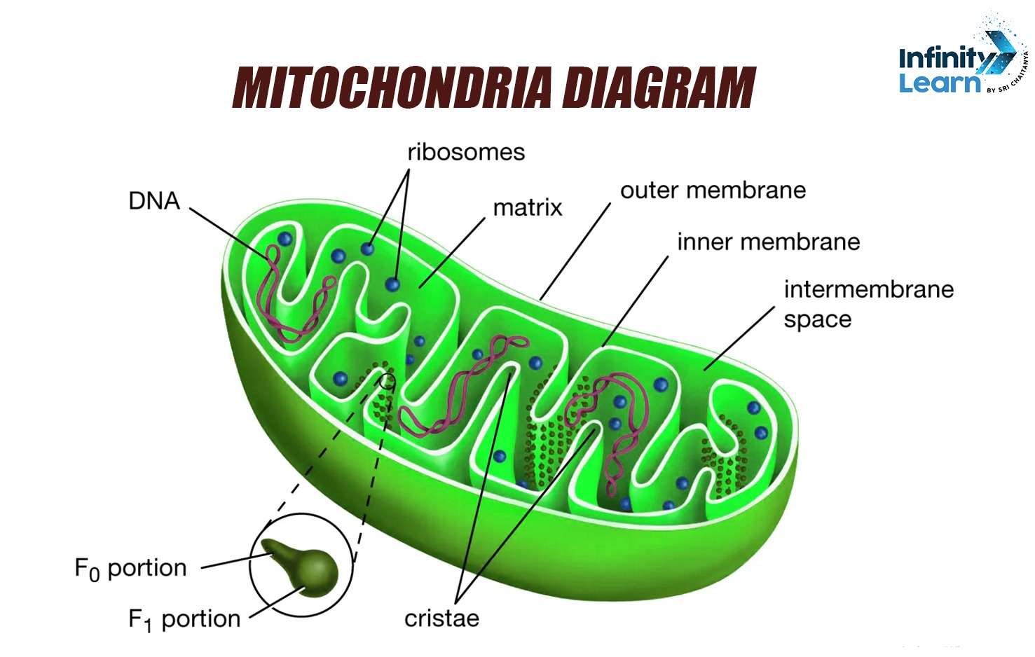 mitochondria diagram