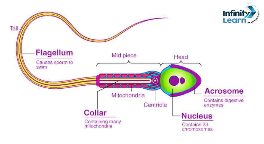 Structure Of Human Sperm Diagram