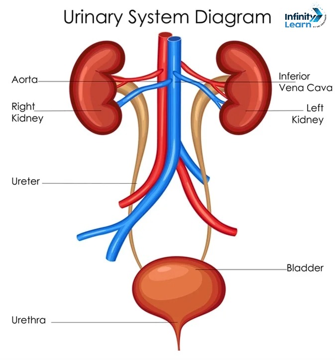 urinary system diagram