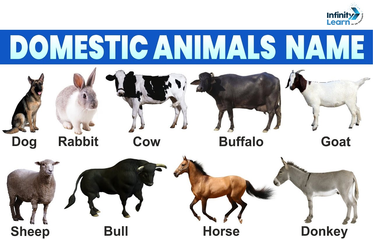 Domestic animals name