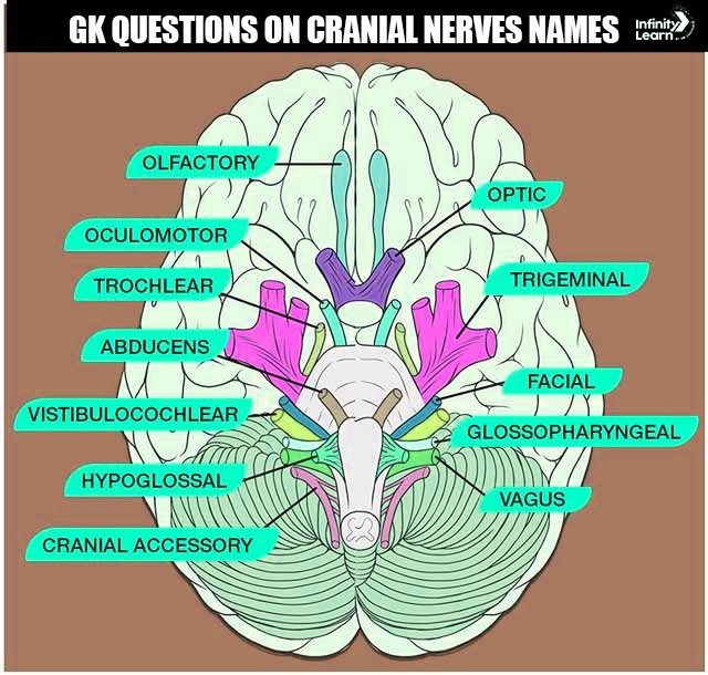 Cranial Nerves Names