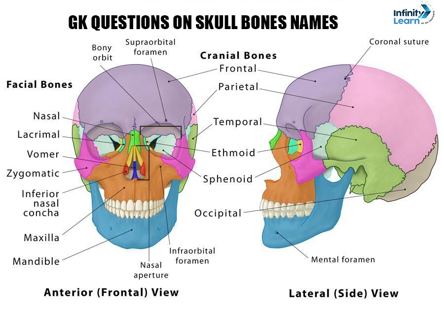 Skull Bones Names