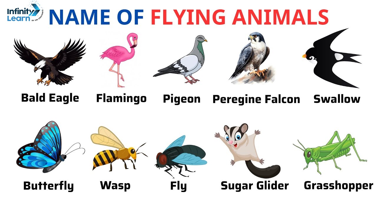 Flying Animals Name in English for Kids with Pictures