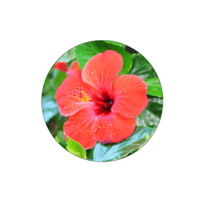 Hibiscus Image