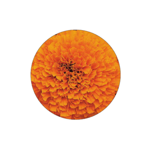 marigold 