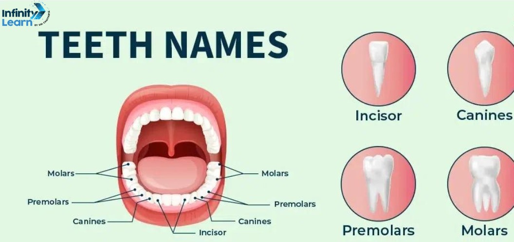 teeth names