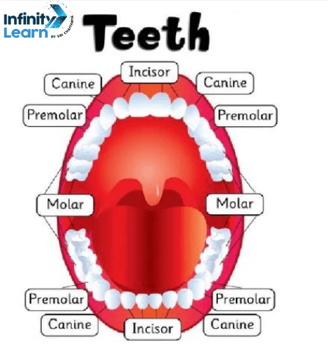 teeth images with names