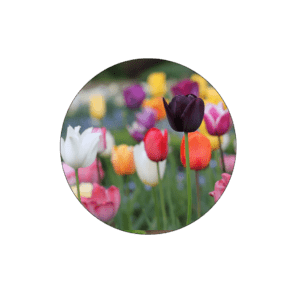 Tulip Image