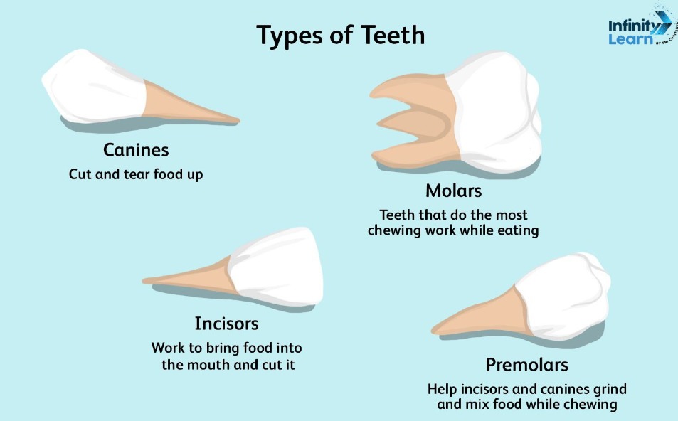 types of teeth