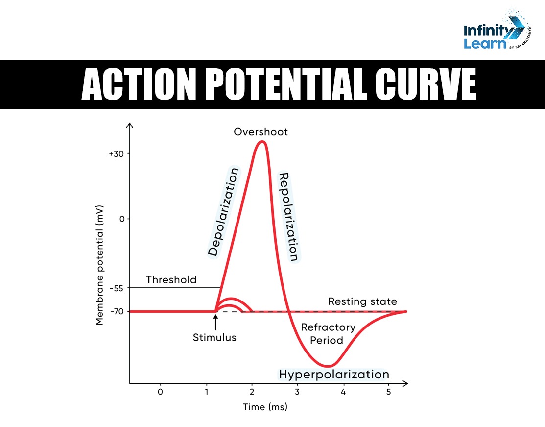 Important Graphs in Biology for NEET 2025 - Action Potential Curve 