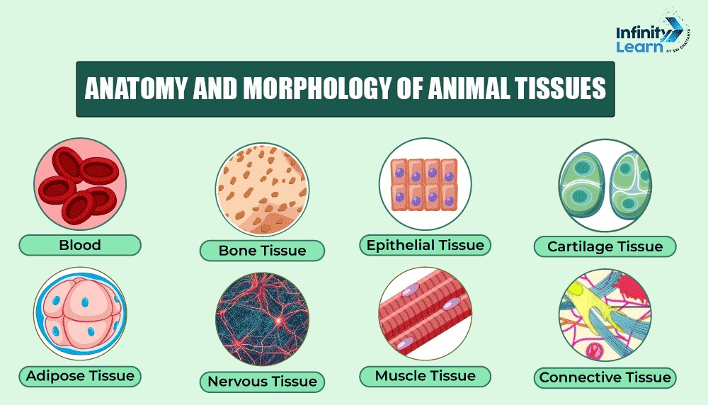 Anatomy And Morphology Of Animal Tissues