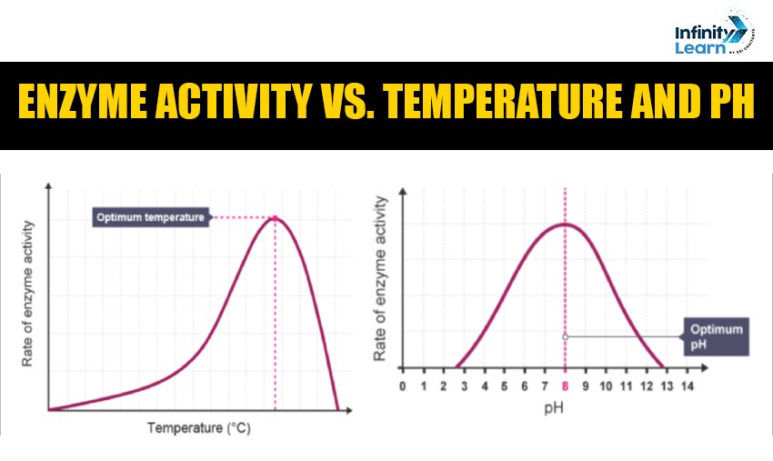 Enzyme Activity vs Temp Graph