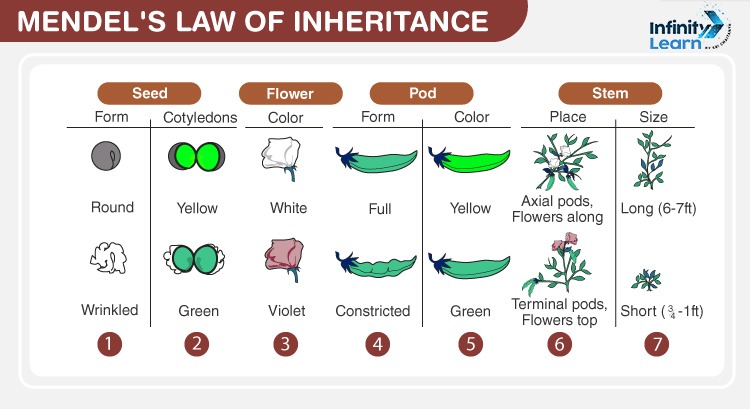 Mendel's Law of Inheritance