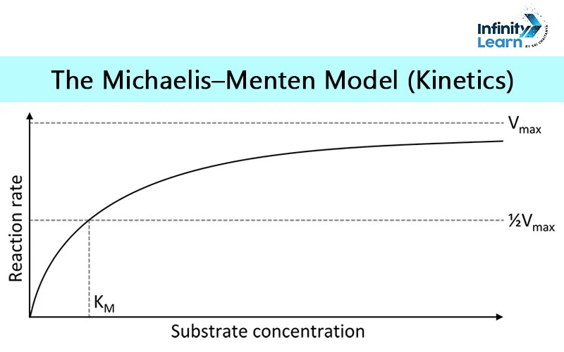 Michaelis-Menten Graph (Enzyme Kinetics) 