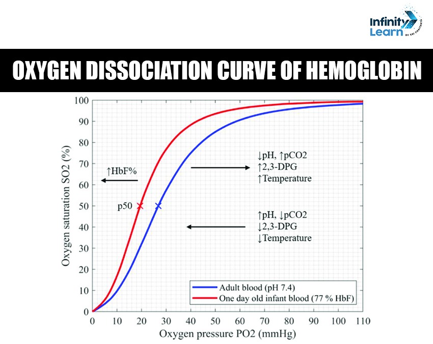 Important Graphs in Biology for NEET 2025 - Oxygen Dissociation Curve of Hemoglobin 