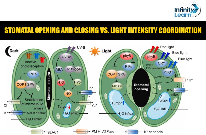 Stomatal Opening and Closing vs Light Intensity